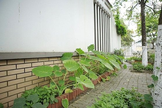 Có thật đại gia Hà Nội không có tiền để mua rau? Ảnh 2