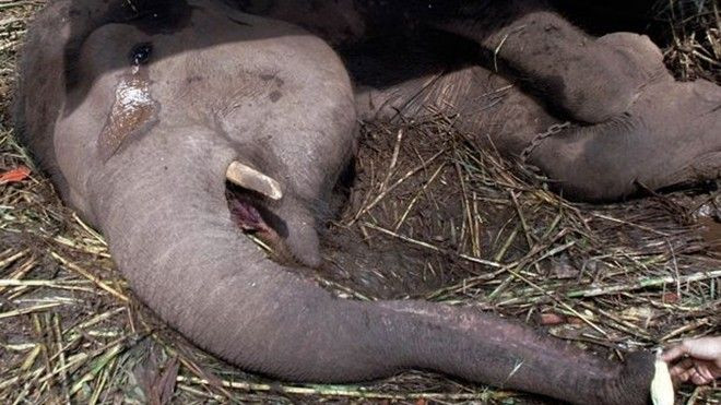 Voi cũng nhòa lệ trước khi chết tại vườn thú Indonesia Ảnh 2