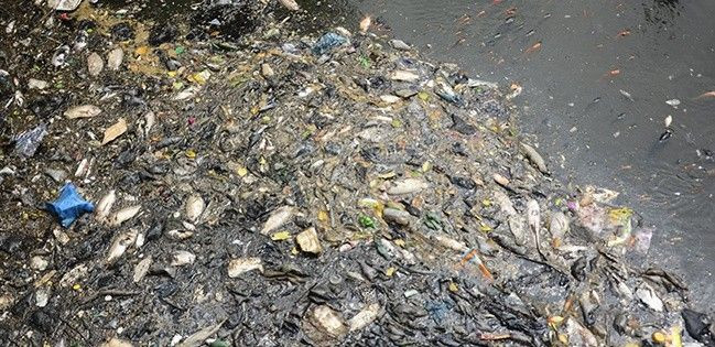 Hơn 14 tấn cá chết trên kênh ở Sài Gòn Ảnh 2