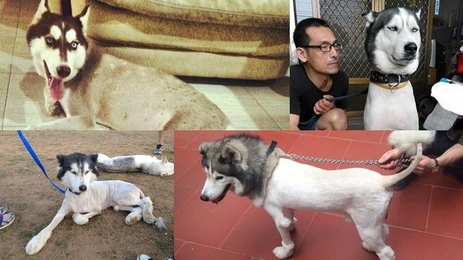 Hài hước với biểu cảm 'khó đỡ' của những chú chó bị cạo sạch lông Ảnh 2