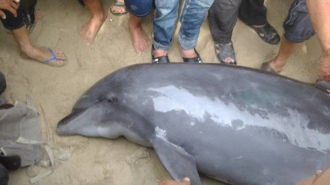 Người dân Đà Nẵng hiếu kì trước hiện tượng cá heo bất ngờ trôi dạt vào bờ biển Ảnh 2