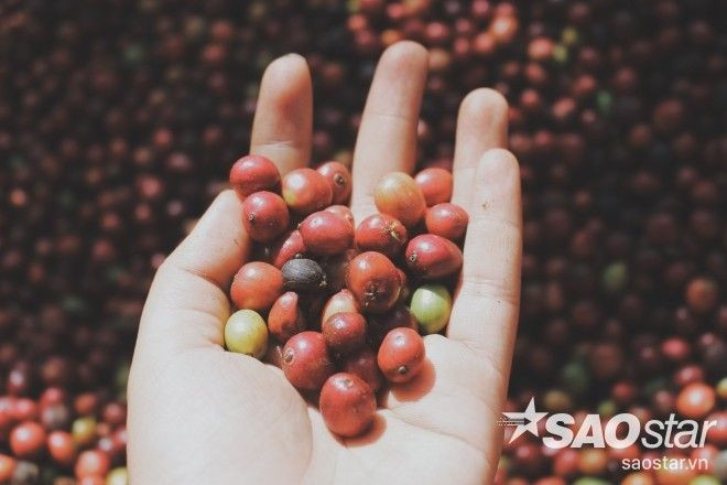 Câu chuyện về mảnh đất 'đắng' sản sinh ra những cây cà phê 'ngọt' Ảnh 2