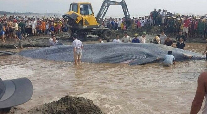 3 ngày, phát hiện 2 con cá voi lớn trôi dạt vào bờ biển Nghệ An Ảnh 2