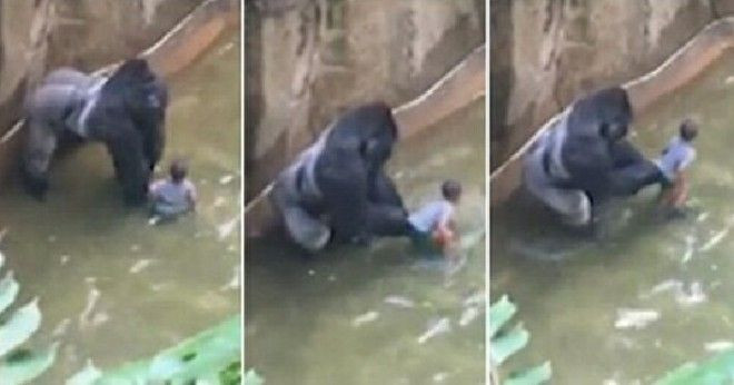 Khỉ đột quý hiếm nặng gần 2 tạ bị bắn chết để giải cứu em bé 4 tuổi Ảnh 2