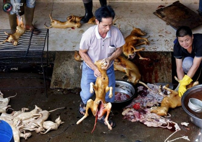 15.000 chú chó sắp bị hành quyết, cộng đồng tức giận lên án lễ hội 'Lynchee and Dog Meat Festival' Ảnh 2