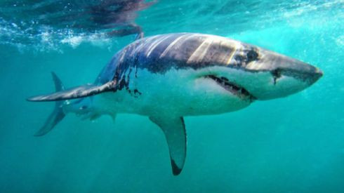 Trải nghiệm nhớ đời về chuyến lặn cùng cá mập trắng ngoài khơi Nam Phi Ảnh 2