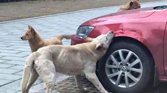 Bị đá vào mông, chú chó gọi '500 anh em' đến cắn xe hơi trả đũa Ảnh 2