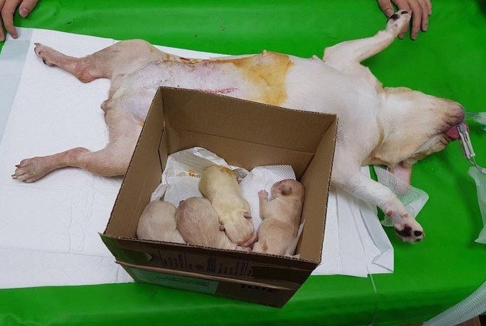 Cận cảnh quy trình đẻ mổ của một chú chó mẹ với đàn con siêu xinh đẹp Ảnh 2