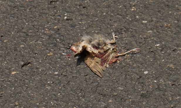 Cảnh phóng sinh chim sẻ đáng sợ hơn cả sát sinh Ảnh 2