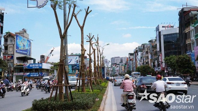 Lạ mắt hàng cây mới trồng giữa tuyến đường đắt nhất Thủ đô Ảnh 2