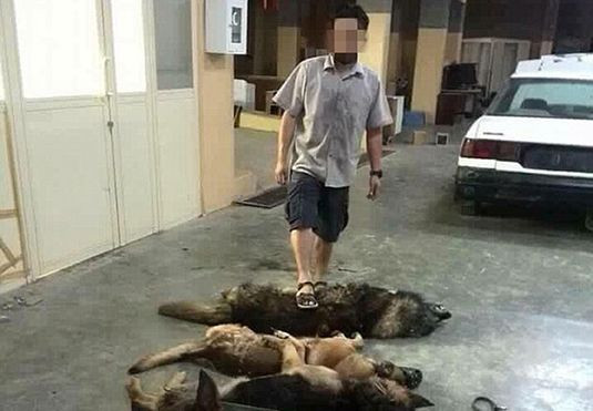 Hàng chục con chó bị giết sau nhiệm vụ ngửi phát hiện bom Ảnh 2