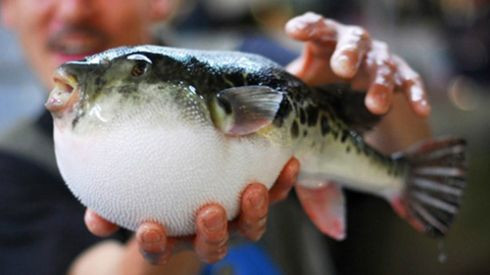 Món ăn khiêu khích tử thần được đại gia săn đón ở Nhật Ảnh 2