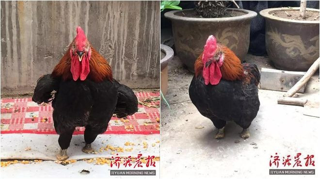 Gà trống bản lĩnh nhất thế giới: Tự cắt ngón chân để đi trên bàn chân cho nhanh Ảnh 2