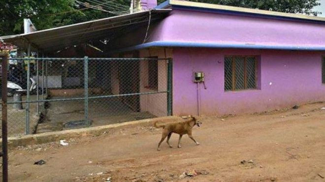 Nhiều khu phố tắc nghẽn vì người đổ tới xem hành động chưa có lời giải của chú chó mỗi ngày Ảnh 2