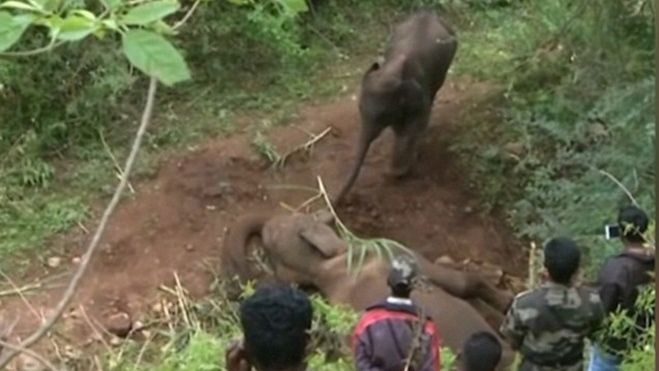 Rớt nước mắt với cảnh voi con cố lay voi mẹ đã chết Ảnh 2