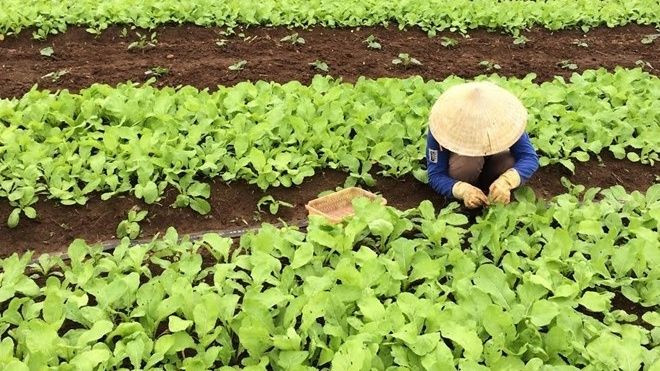 Rau nhà giàu: Đắt gấp đôi bò Mỹ, đỡ tiền mua thuốc Ảnh 2