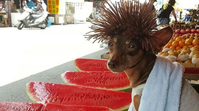 Cư dân mạng Đài Loan săn lùng chú chó mặc ngộ nghĩnh giúp chú bán trái cây Ảnh 2