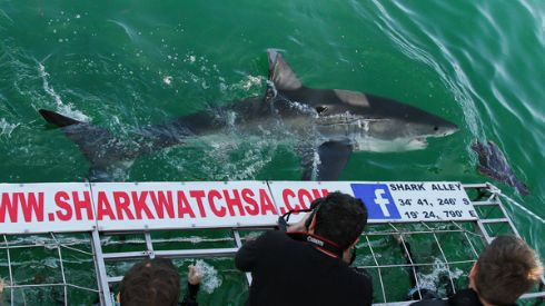 Rợn người với tour du lịch 'khiêu khích' cá mập trắng Ảnh 2