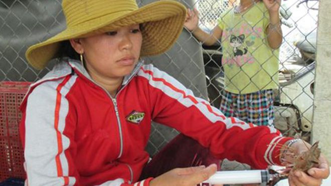 Phú Yên: Bắt quả tang cơ sở bơm hóa chất vào tôm, xuất đi các tỉnh Ảnh 2