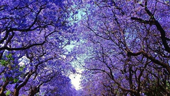 Chủ tịch Nguyễn Đức Chung lý giải vì sao Hà Nội trồng cây phượng Ảnh 2