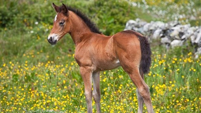 Cậu bé 16 tuổi bị phát hiện đang quấy rối…ngựa Ảnh 2