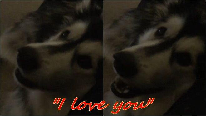 Video đáng yêu: Chú chó Alaska nói ‘I love you’ để nịnh chủ Ảnh 2