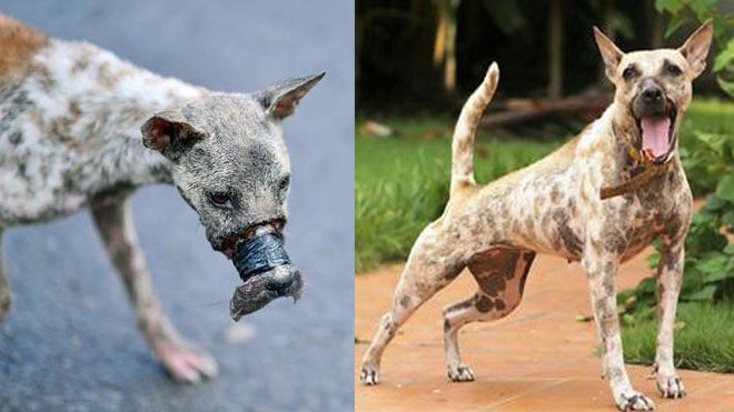 Sau 1 năm, chú chó bị hoại tử mõm tại Bến Tre đã hồi phục thế này đây! Ảnh 2