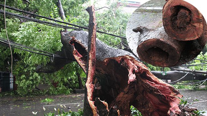 Hà Nội: Hoàn toàn thất thủ sau cơn bão số 1 sáng nay Ảnh 2