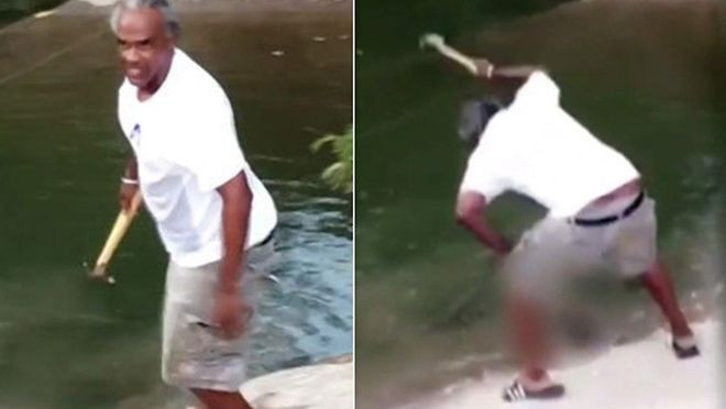 Truy tìm danh tính kẻ nhẫn tâm dùng búa đánh chết một chú rùa Ảnh 2