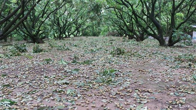 Hưng Yên: Người dân khóc ròng vì nhãn lồng mất trắng sau bão Mirinae Ảnh 2