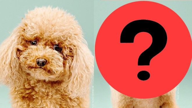 Đây sẽ là hình ảnh biến hóa của thú cưng nhà bạn chỉ sau 30 phút chải chuốt Ảnh 2