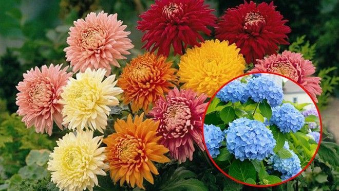 5 loại cây hoa trồng làm cảnh dễ gây ngộ độc Ảnh 2