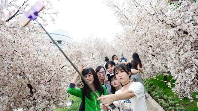 Giới trẻ thích thú tạo dáng ở vườn hoa anh đào trắng muốt giữa Sài thành Ảnh 2