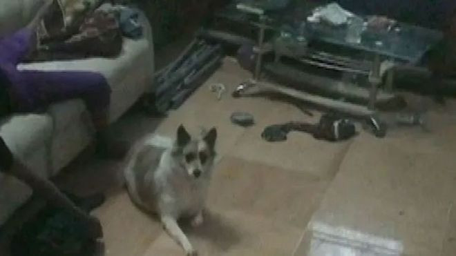 Đồng Nai: Chú chó nhất quyết ngồi bên thi thể chủ khi công an khám nghiệm Ảnh 2