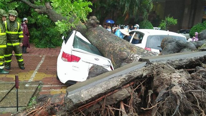 Hà Nội: Cây đổ đè bẹp ô tô, tài xế thoát chết trong gang tấc Ảnh 2