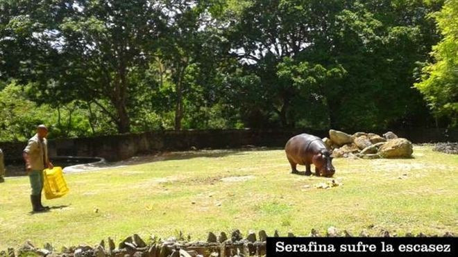 Người dân Venezuela phải cướp sở thú ăn thịt động vật vì quá đói Ảnh 2