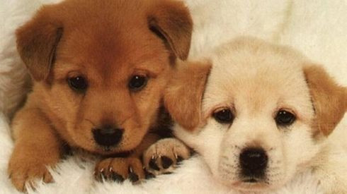 Chó cưng qua đời, chàng trai Sài Gòn mua tủ đông ướp xác Ảnh 2