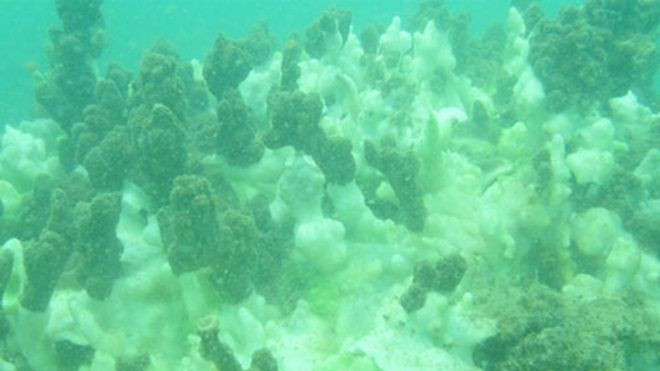 Hôm nay công bố chất lượng nước biển 4 tỉnh miền Trung sau sự cố xả thải của Formosa Ảnh 2