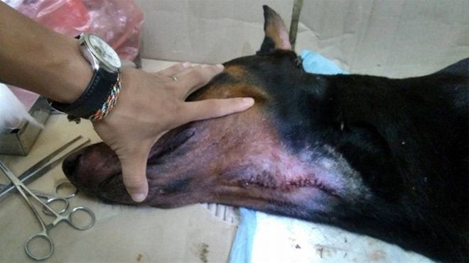 Chủ chú chó Doberman bị đâm: 'May mắn chó của tôi qua khỏi rồi, còn kẻ đã đâm nó thì tôi không muốn gặp' Ảnh 2