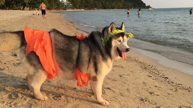 'Chú chó quốc dân' của Thái Lan gây sốt vì… đi đâu cũng mang theo gối, nằm đâu cũng ngủ được! Ảnh 2