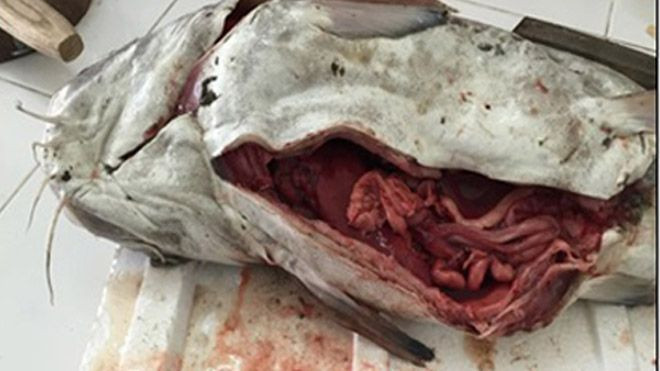 Vẫn phát hiện chất kịch độc cyanua trong nhiều mẫu cá Ảnh 2