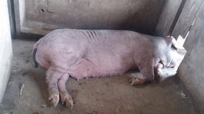 Bị bắt con, lợn nái hung dữ cắn nát bộ phận sinh dục của chủ Ảnh 2