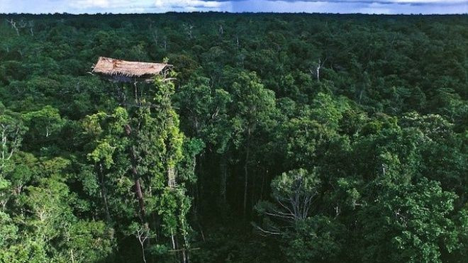 Hàng ngàn người leo lên cây sống vì sợ ma Ảnh 2