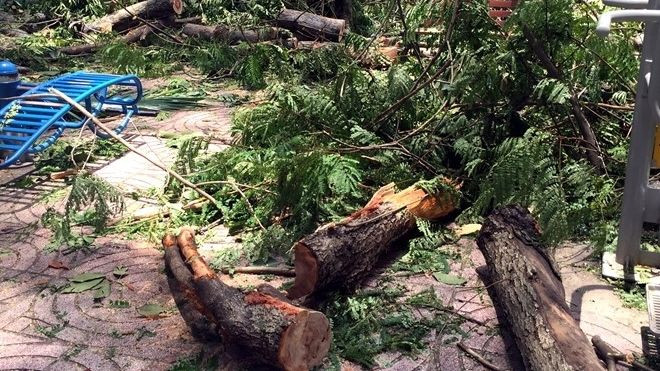 Cành cây đè cụ bà ở công viên, người chơi Pokemon tháo chạy Ảnh 2