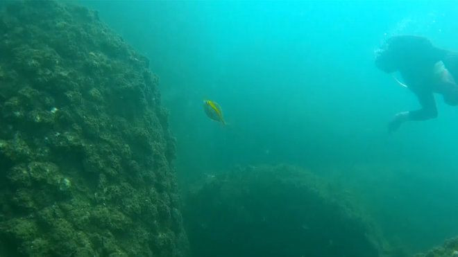 Xem clip cá trở về đáy biển Nhân Trạch, Quảng Bình Ảnh 2