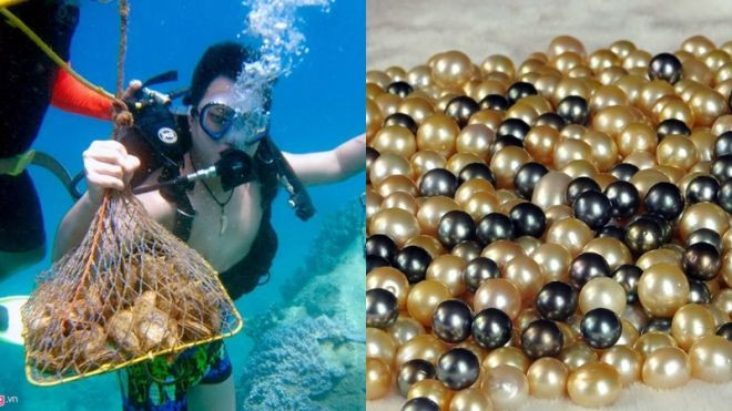 Cận cảnh quá trình nuôi trai lấy ngọc dưới biển Ảnh 2