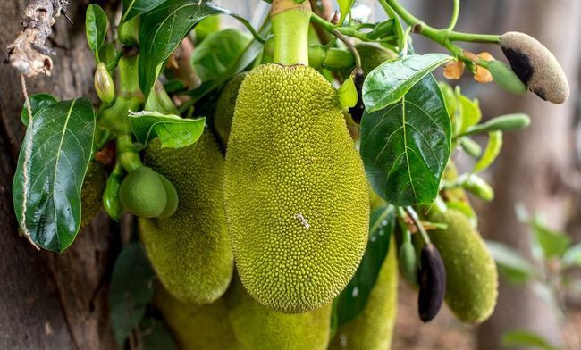 jackfruit-weird-fruit-jpg-838x0-q80-1472801070309