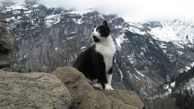 Chú mèo bí ẩn cứu thoát một du khách bị lạc trên dãy Alps Ảnh 2