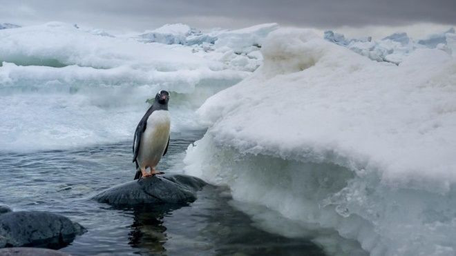 Bất ngờ với cách chim cánh cụt ứng phó với thảm họa biến đổi khí hậu Ảnh 2