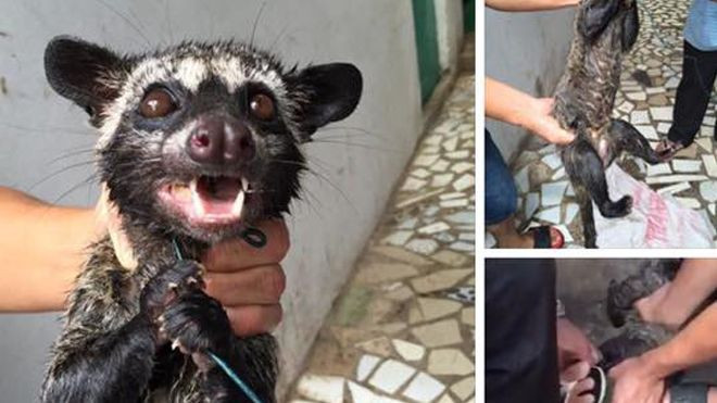 Một Việt kiều gây sốc với 'chiến tích' thắt cổ, cắt tiết chồn hương Ảnh 2